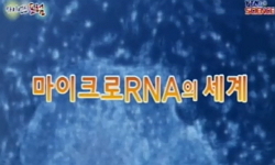 마이크로 RNA