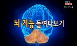뇌 기능 들여다보기