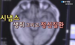 시냅스, 생쥐 그리고 정신질환
