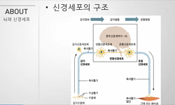 뇌의 발달과 학습