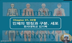 해부학