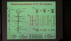 PLASMODESMATA & THE PHLOEM : partners in local & long-distance trafficking of information macromolecules