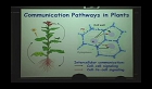 Isolation and Characterization of Plasmodesmal Proteins : A Tortuous ,But Rewarding Road!