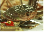 영덕의 봄을 먹다, 대게&봄나물 밥상