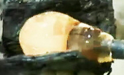 [SOM] 1,200˚C 결정체, 유리