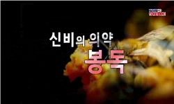<다큐S+>신비의 의약, 봉독