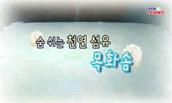 [SOM] 숨 쉬는 천연 섬유, 목화솜