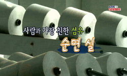 [SOM] 사람과 가장 친한 섬유, 순면 실